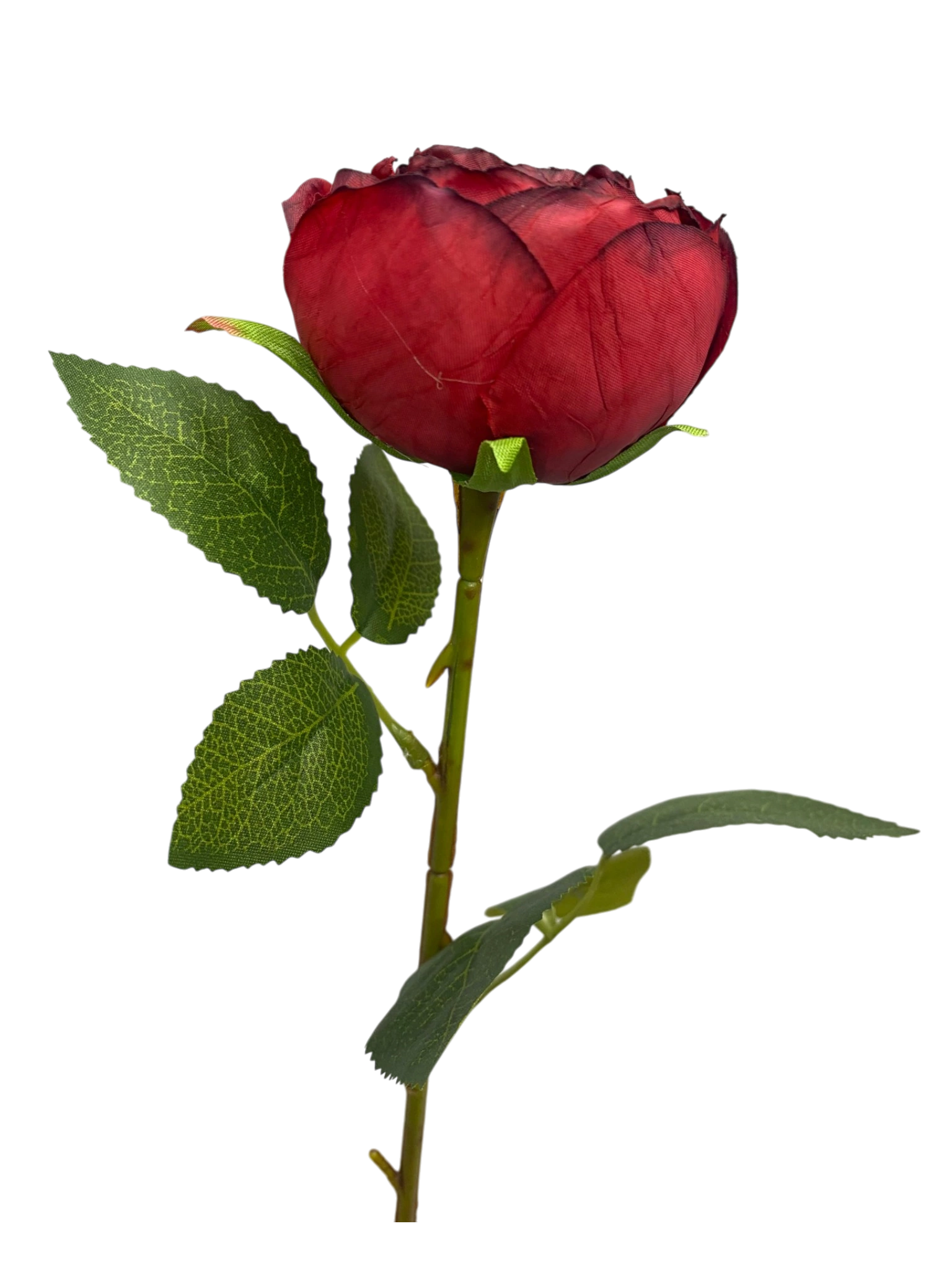 Burgundy single camellia product reference with visible petal and leaf texture