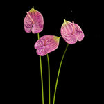 Artificial Anthurium Stem in Mauve