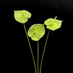 Artificial Anthurium Stem in Light Green