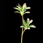 Artificial Broad-Leaf Bromeliad-Style Spray in Pink and Green