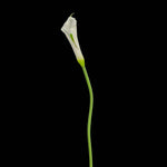 Artificial Large-Bloom Calla Lily Stem in White