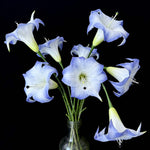 Artificial Angel-Trumpet-Style Flower Stem in Pale Blue