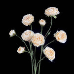 Artificial Burnt-Edge Ranunculus Spray in Ivory